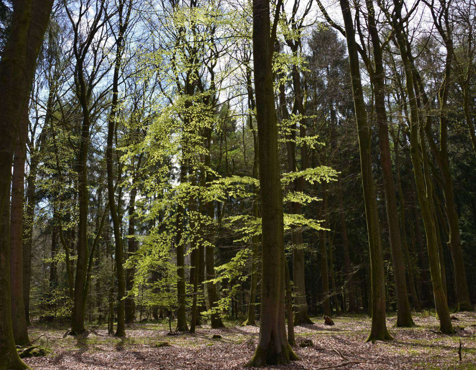 Das Wittorfer Holz ist ein alter Waldstandort. Foto: Joachim Looks