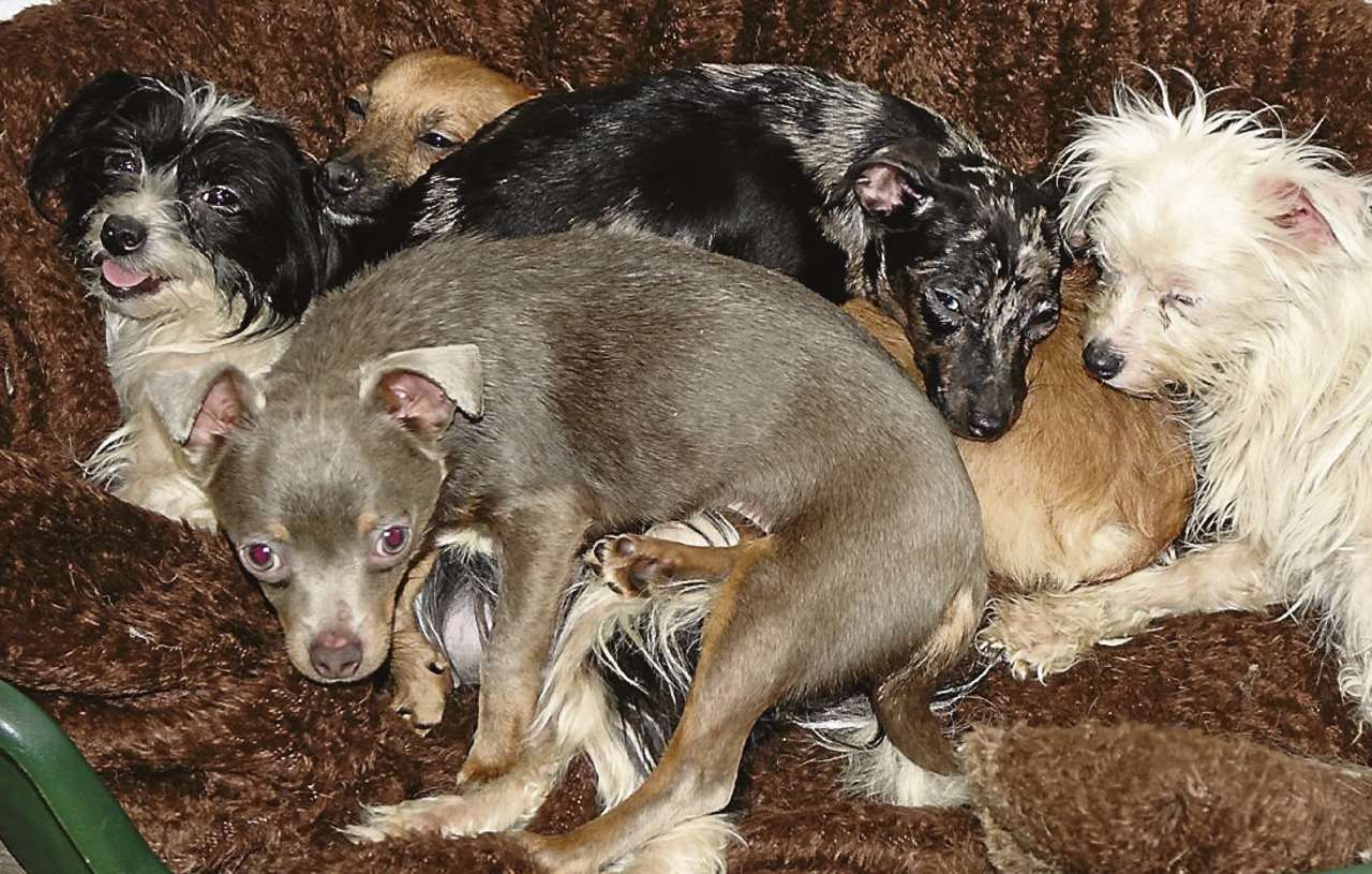 Das Tierheim Mulmshorn kümmert sich liebevoll um die verängstigten Chihuahuas.