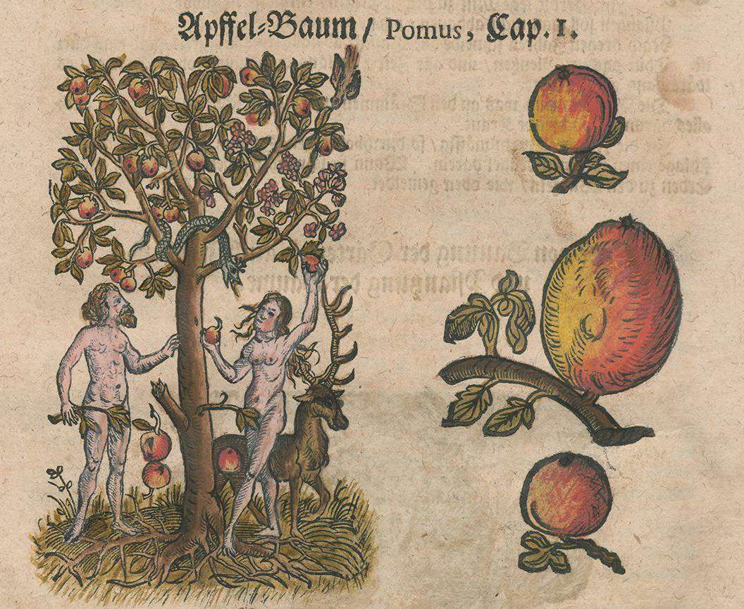 Die biblische Ursünde beginnt mit einem Apfel: Satan als Schlange verführt Eva dazu, eine Frucht vom Baum der Erkenntnis zu nehmen. Quelle: Lonitzer Kräuterbuch der Uni Regensburg