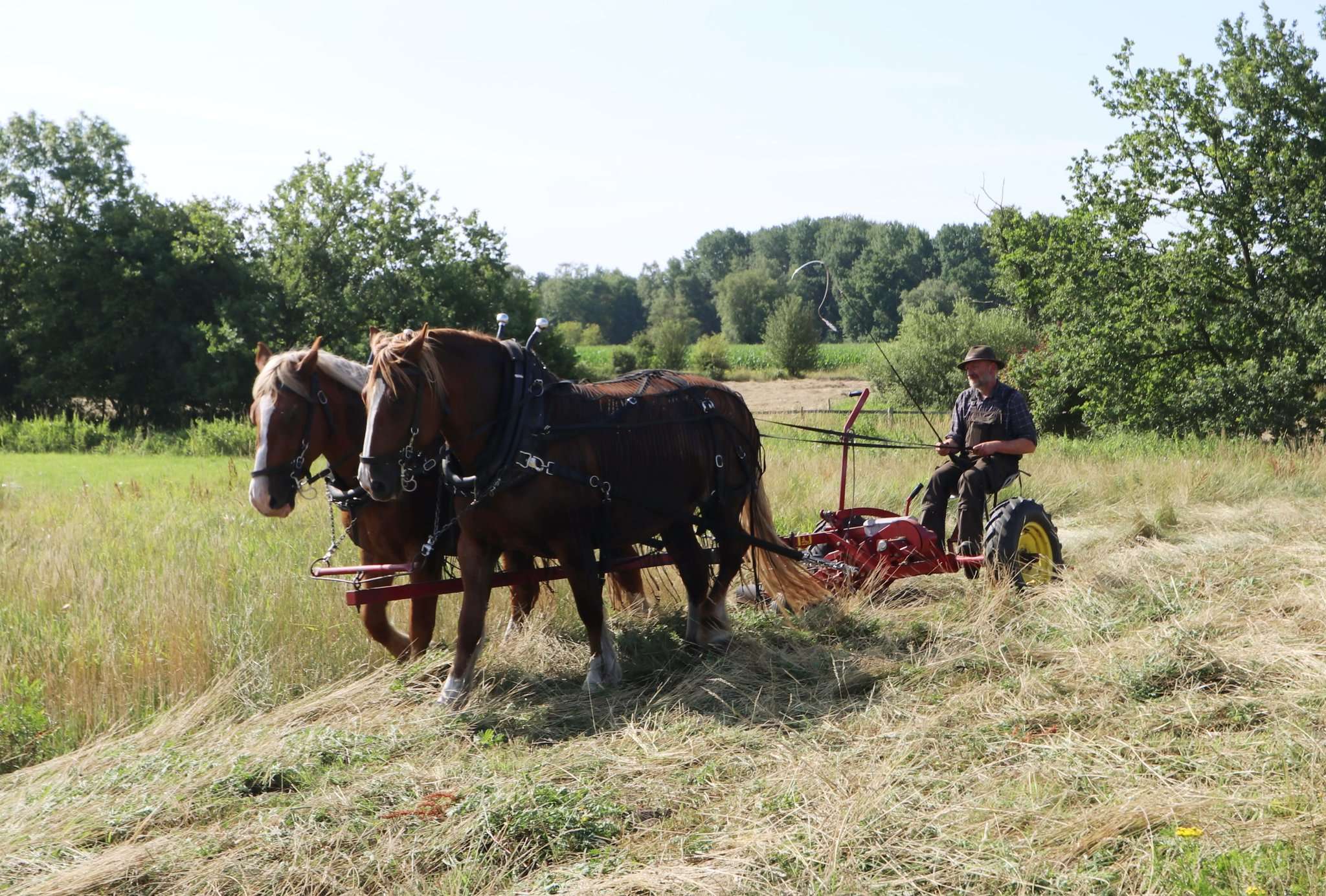 Peter Hagel mäht mit zwei Pferdestärken u2013 Anni und Beeke u2013 eine Wiese bei Lauenbrück. Foto: Baucke