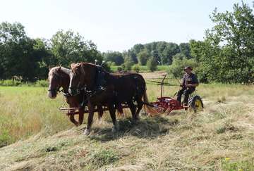 Peter Hagel mäht Felder  mit Arbeitspferden als Antrieb
