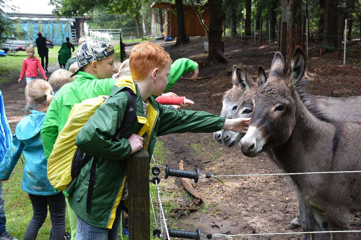 Auf der Heidesafari machten die Kinder auch Bekanntschaft mit sehr lebhaften Eseln.