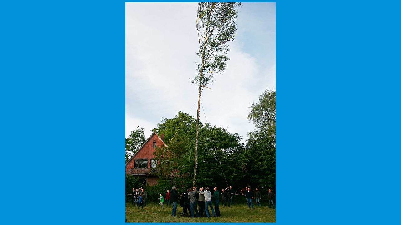 Ein Kraftakt: Bürger Stapels stellten den Pfingsbaum auf.