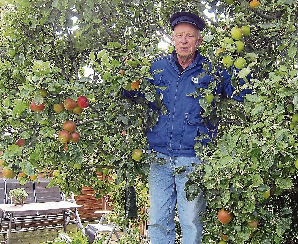 Apfelkundler aus Leidenschaft: Heinz Kahrs in seinem Garten