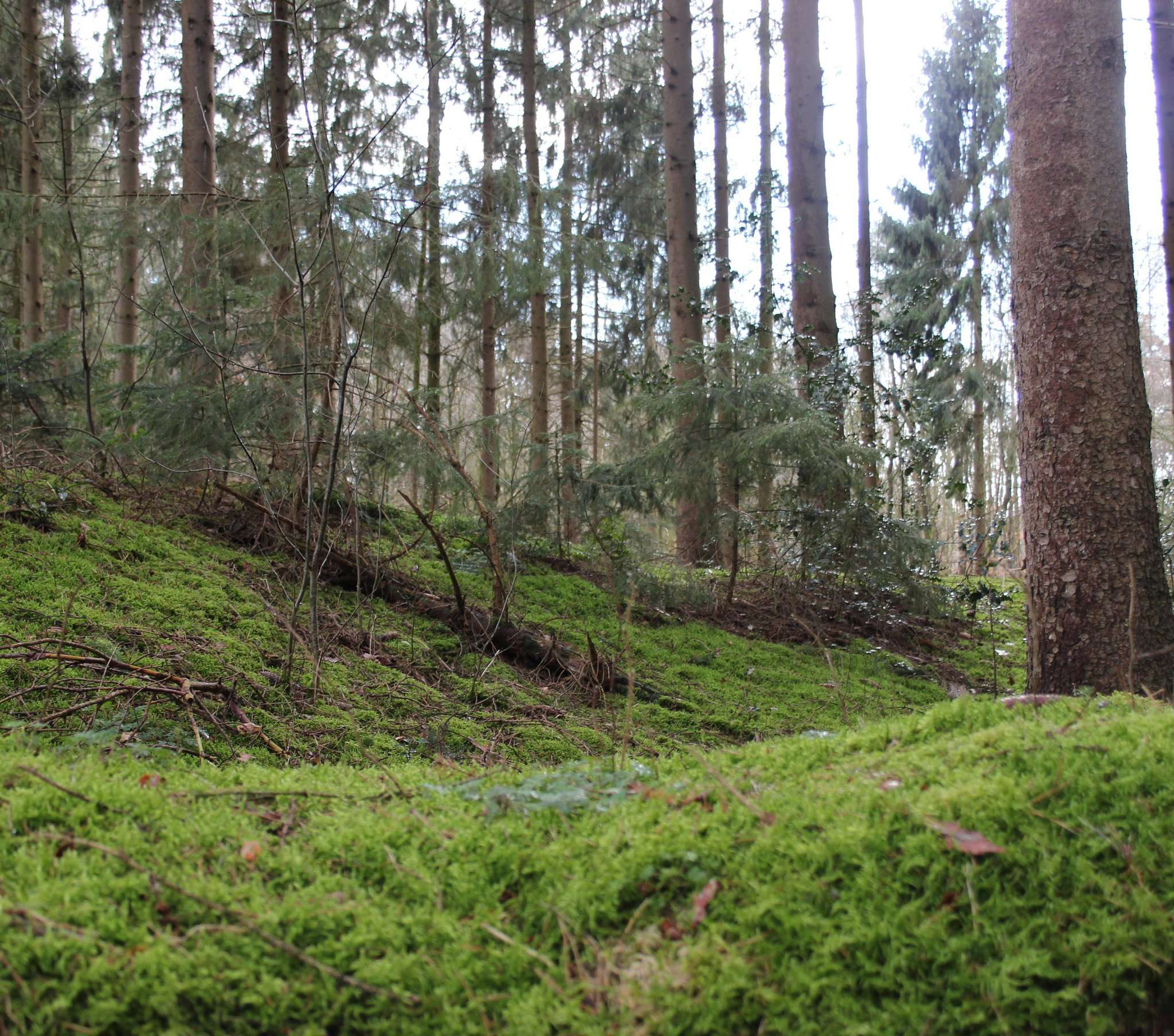 In der Quelkhorner Surheide soll ein Waldfriedhof entstehen. Der Gemeinderat unterstützt das Ansinnen. Es gibt aber auch kritische Stimmen. Foto: Björn Blaak