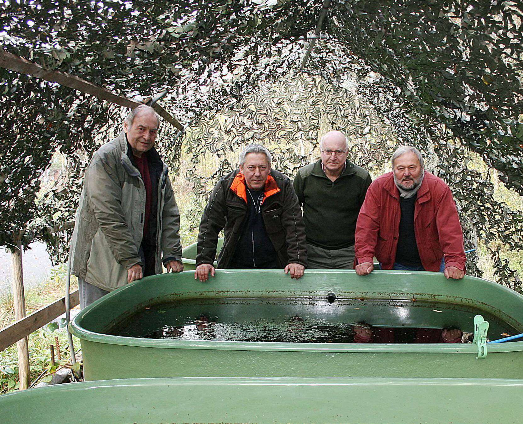Gespannt warten die Projektväter (v.l.) Günter Pöschl , Uwe Roll, Horst Knocke und Gerhard Dause auf den ersten Flusskrebs-Nachwuchs in den Aufzuchtbecken.