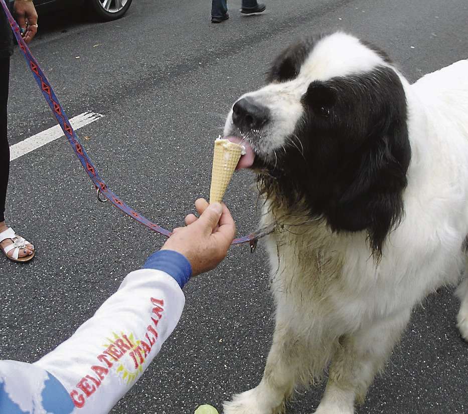 Was für ein Hundewetter: Das Sommerfest in Oyten hatte in diesem Jahr nicht den besten Tag erwischt.