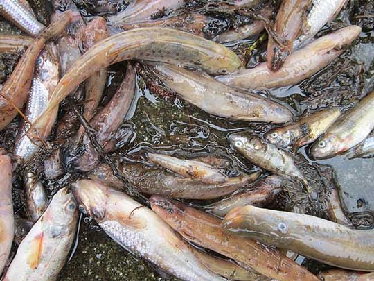 Auf 50 Metern fanden Angler jetzt in der Veerse 55 tote Fische u2013 eine Folge der Havarie der Biogasanlage im Heidekreis
